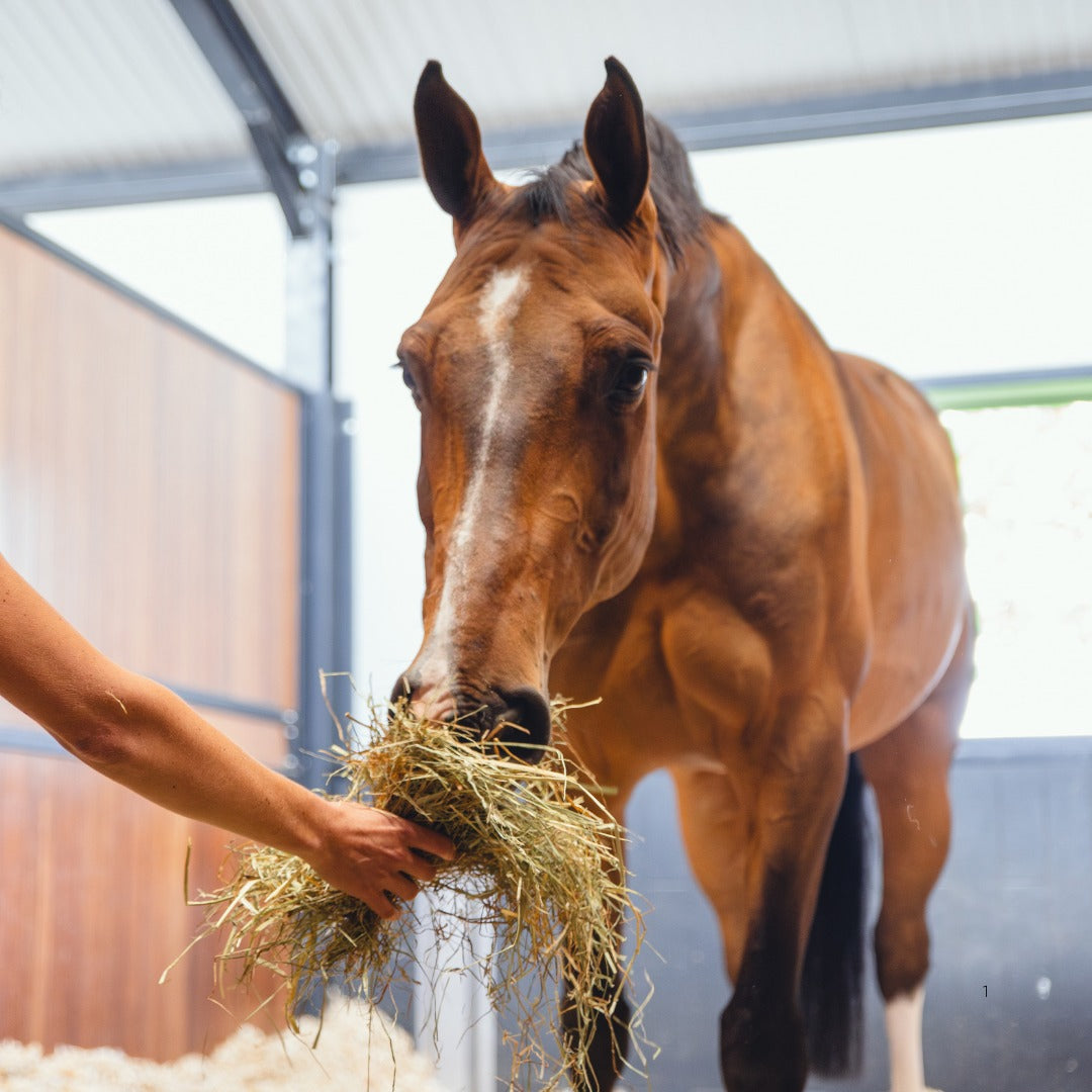 6 Ways to prevent equine digestive problems